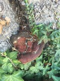 Ganoderma polychromum image