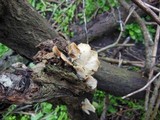 Hohenbuehelia grisea image
