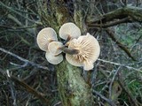 Flammulina velutipes var. lupinicola image