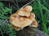 Flammulina velutipes var. lupinicola image