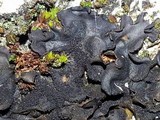 Leptogium pseudofurfuraceum image