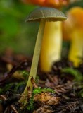 Pluteus chrysophlebius image