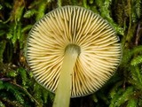 Pluteus chrysophlebius image