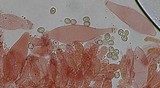 Pluteus chrysophlebius image