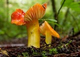 Hygrocybe aurantiosplendens image