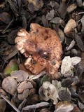 Tricholoma dryophilum image