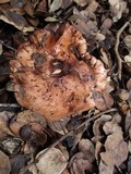 Tricholoma dryophilum image