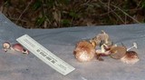 Pholiota polychroa image