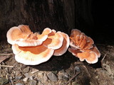 Laetiporus cincinnatus image