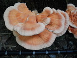 Laetiporus cincinnatus image