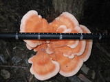 Laetiporus cincinnatus image