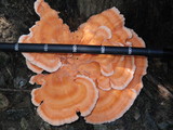 Laetiporus cincinnatus image
