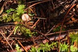 Mycena sanguinolenta image