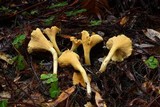 Cantharellus formosus image