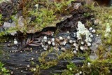 Helicogloea compressa image