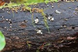 Helicogloea compressa image
