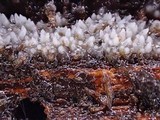 Stypella subgelatinosa image