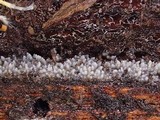 Stypella subgelatinosa image