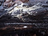 Stypella subgelatinosa image