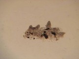 Stypella subgelatinosa image