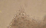Stypella subgelatinosa image