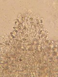 Stypella subgelatinosa image
