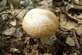 Cortinarius caperatus image