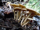 Pholiota gummosa image