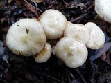 Pholiota gummosa image