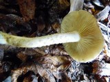 Pholiota gummosa image