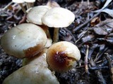 Pholiota gummosa image