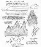 Stypella subgelatinosa image