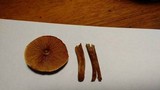Gymnopilus thiersii image