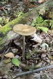 Hymenopellis furfuracea image