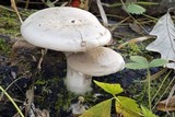 Entoloma abortivum image