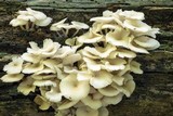Clitocybula abundans image