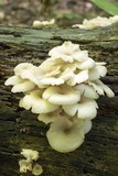 Clitocybula abundans image