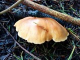 Lepista flaccida image