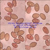 Conocybe siliginea image