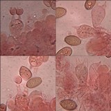 Conocybe siliginea image