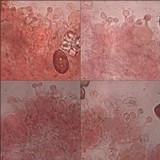 Conocybe siliginea image
