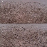 Conocybe siliginea image