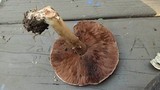 Agaricus hondensis image