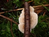 Stereum ochraceoflavum image