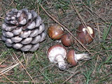 Suillus luteus image