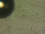 Chromosera cyanophylla image