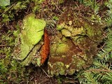 Echinodontium tinctorium image
