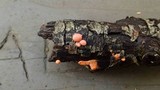 Lycogala epidendrum image