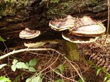 Fomitopsis ochracea image