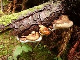 Fomitopsis ochracea image